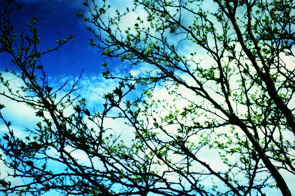 Trees Out Our Old Window out of Focus