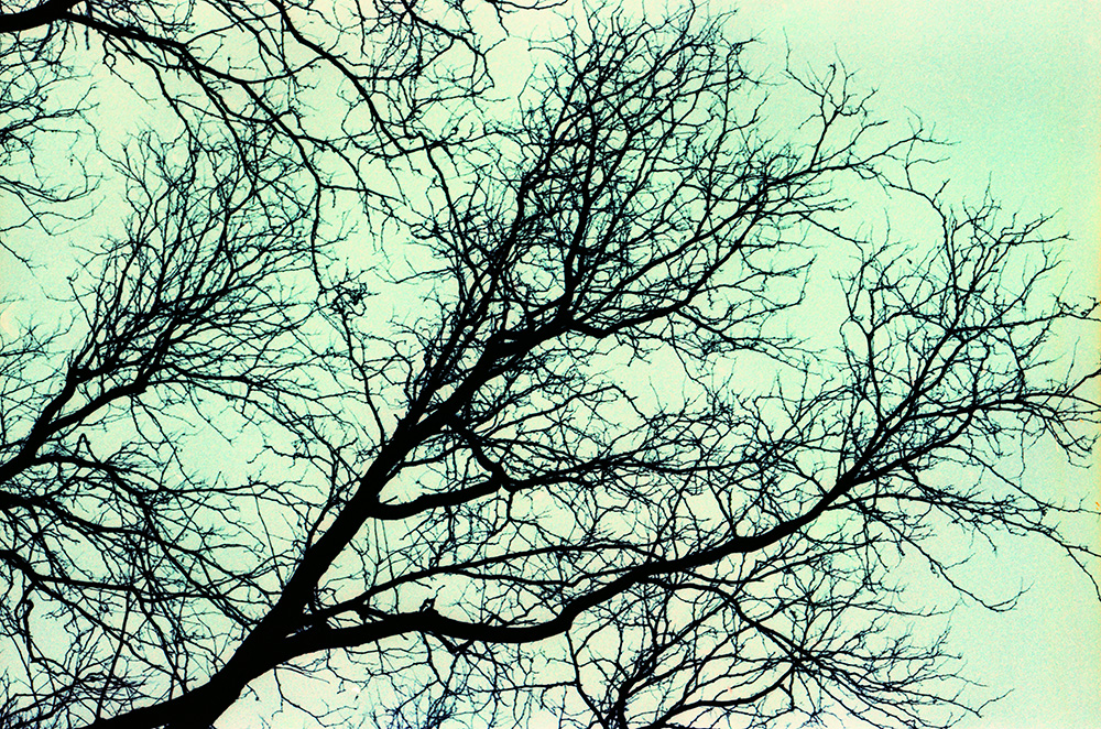 Scraggly Branches