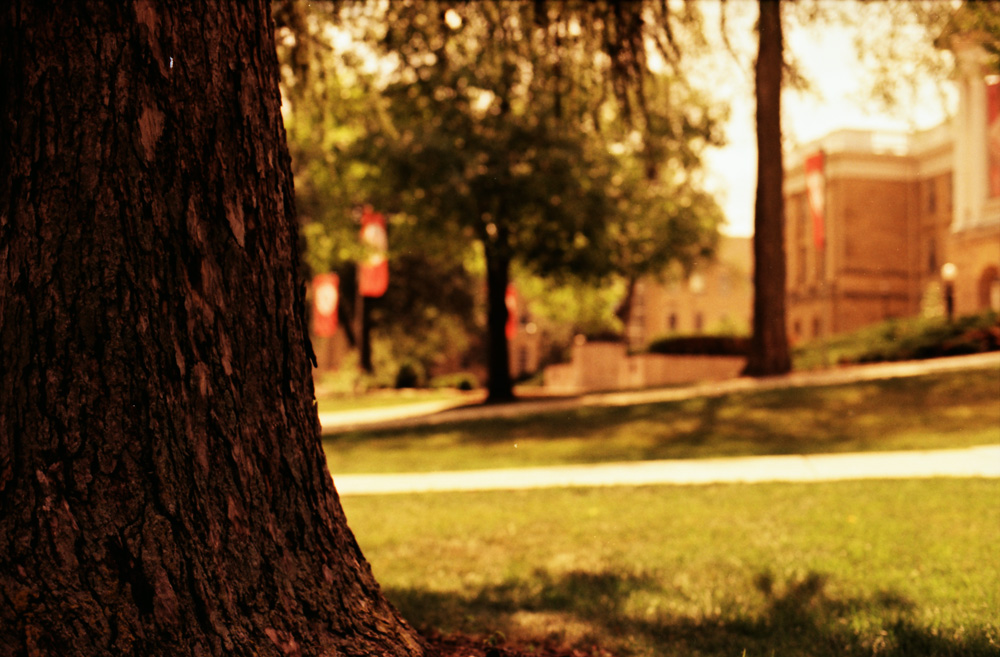 Tree on the UW Campus