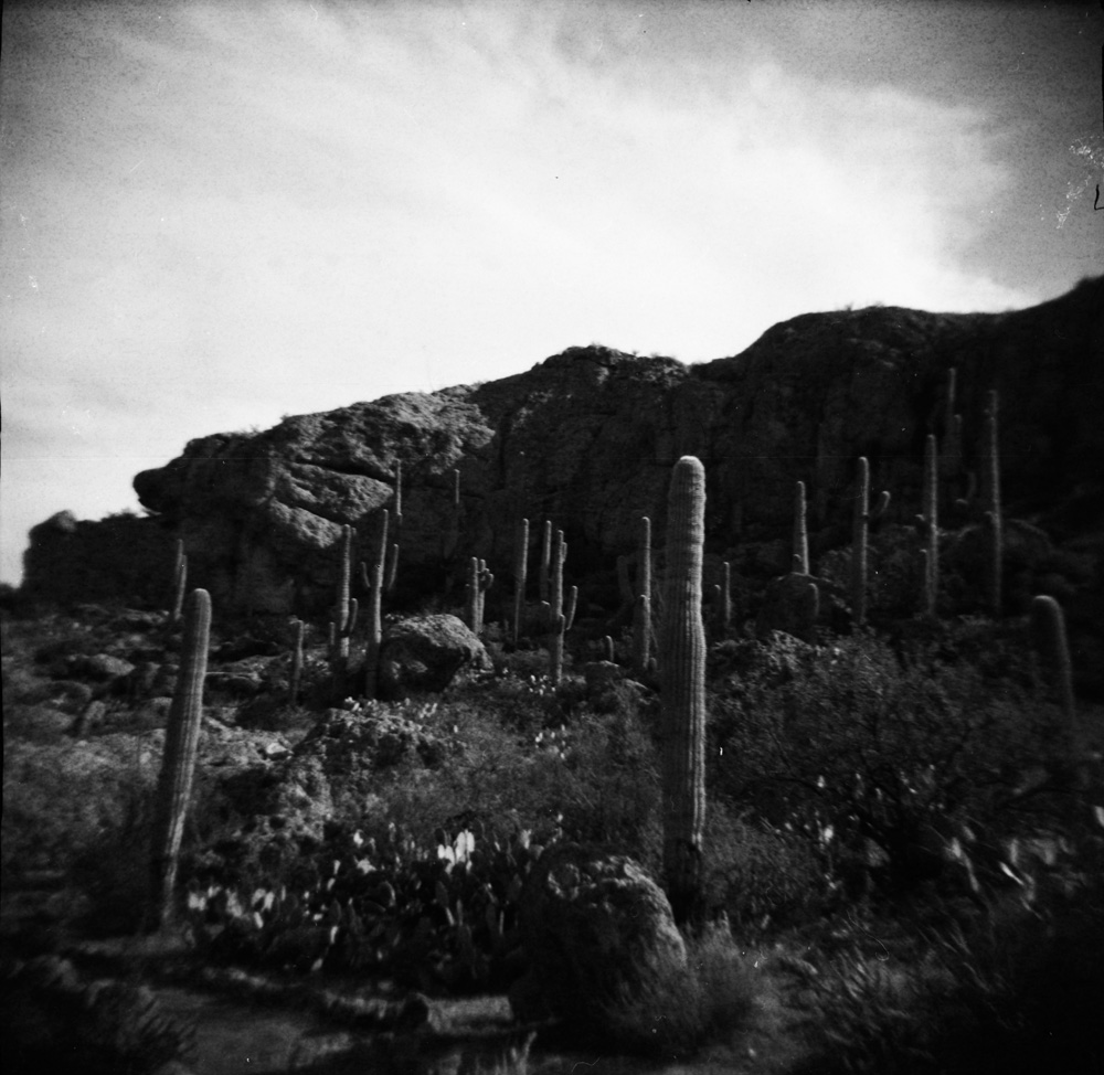Cacti and Rocky Hillside