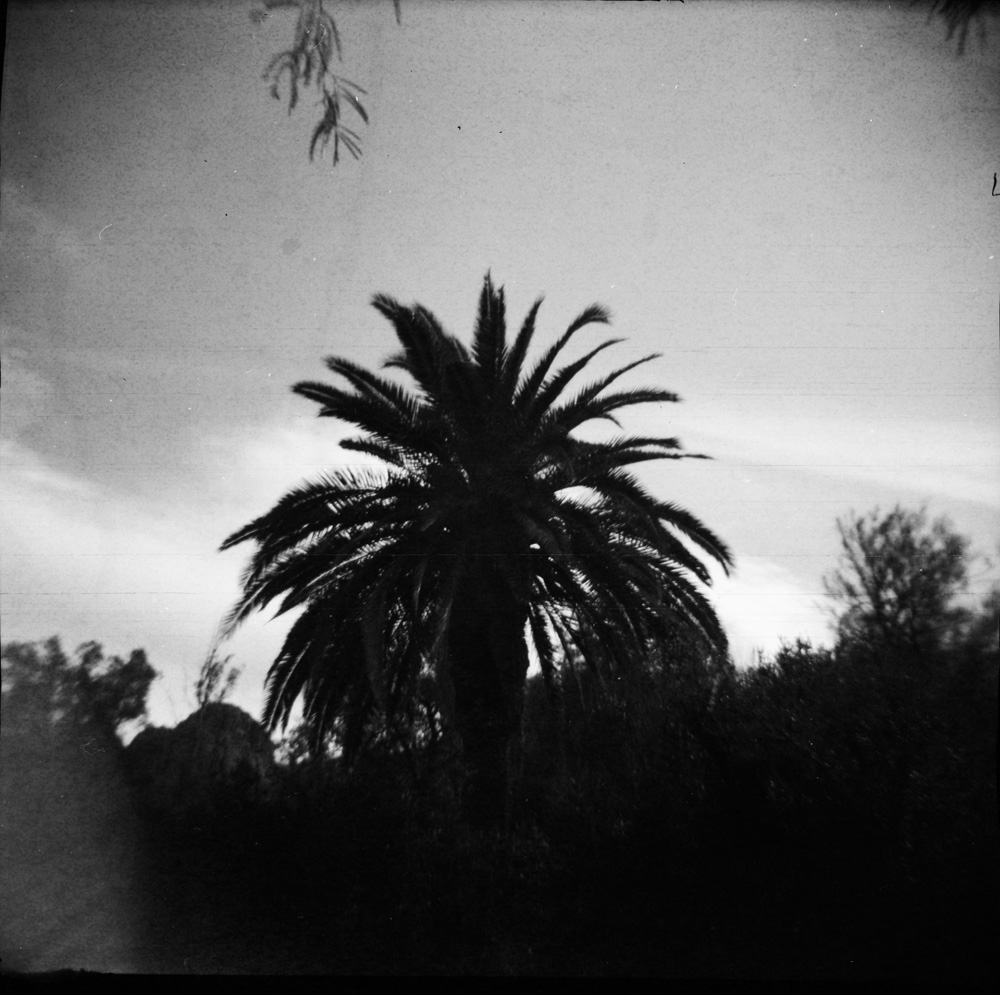 Palm in the Desert