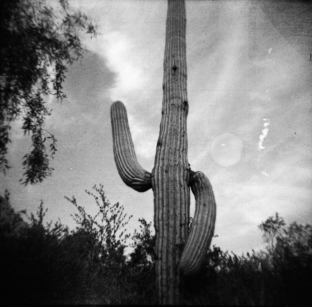 Cactus Raising an Arm
