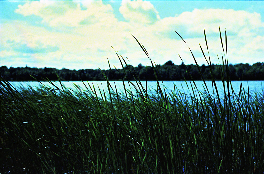 Cross-Processed Reeds and Clouds 1