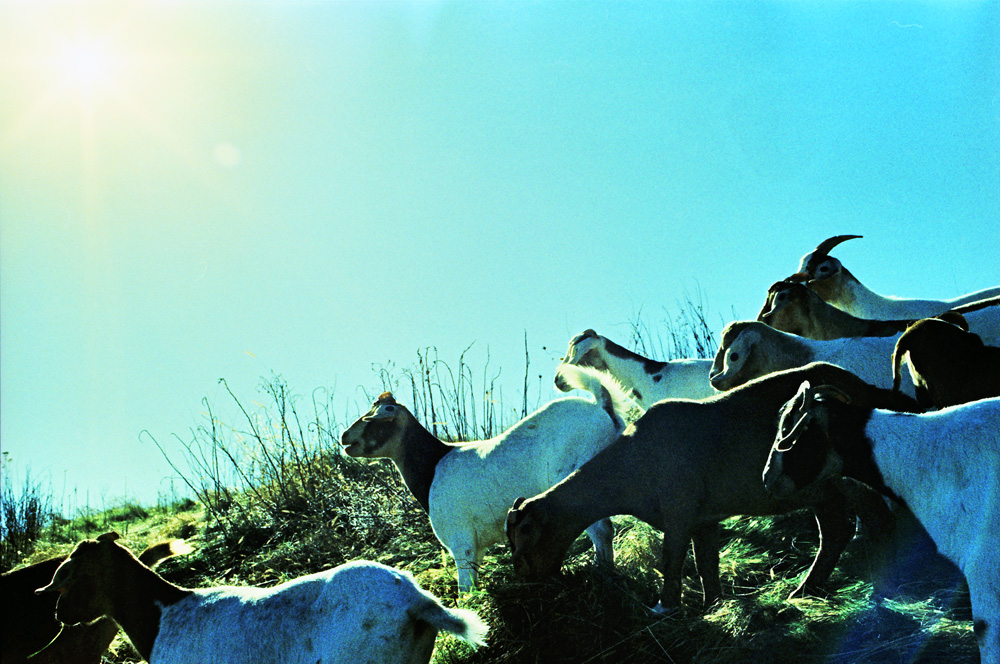 Goats on a Hill 2