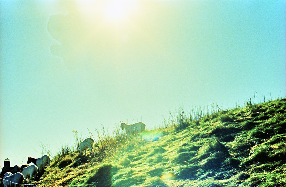 Goats on a Hill 4