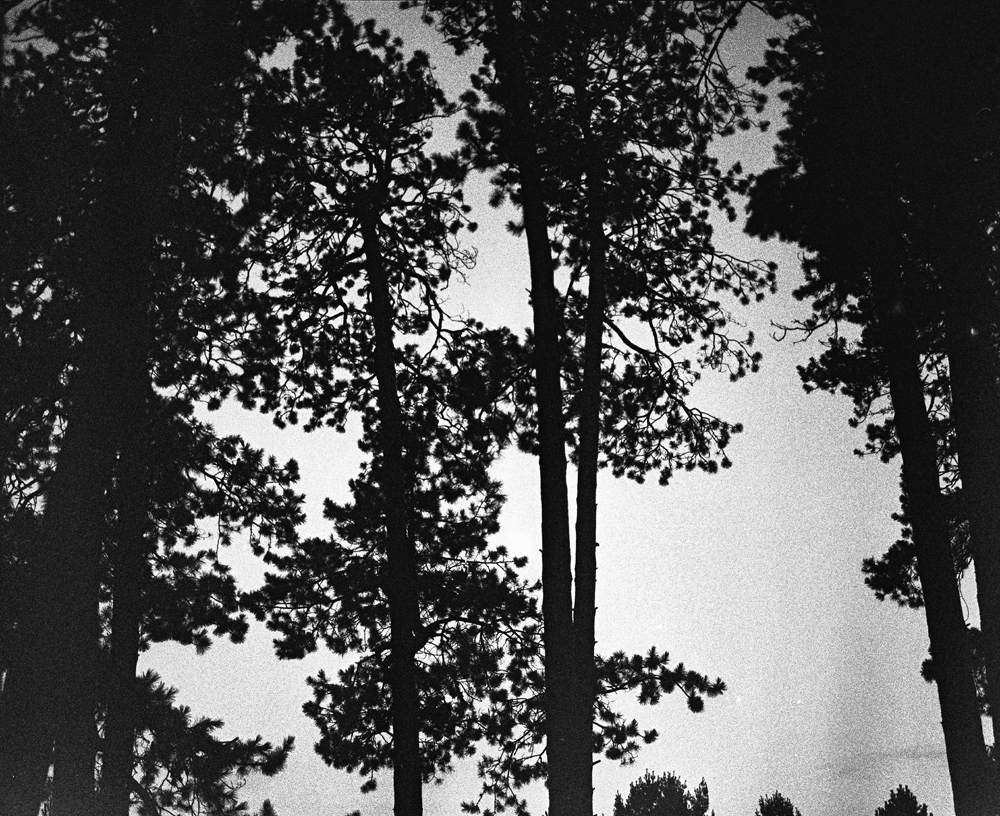 Tall Pines at Night 1