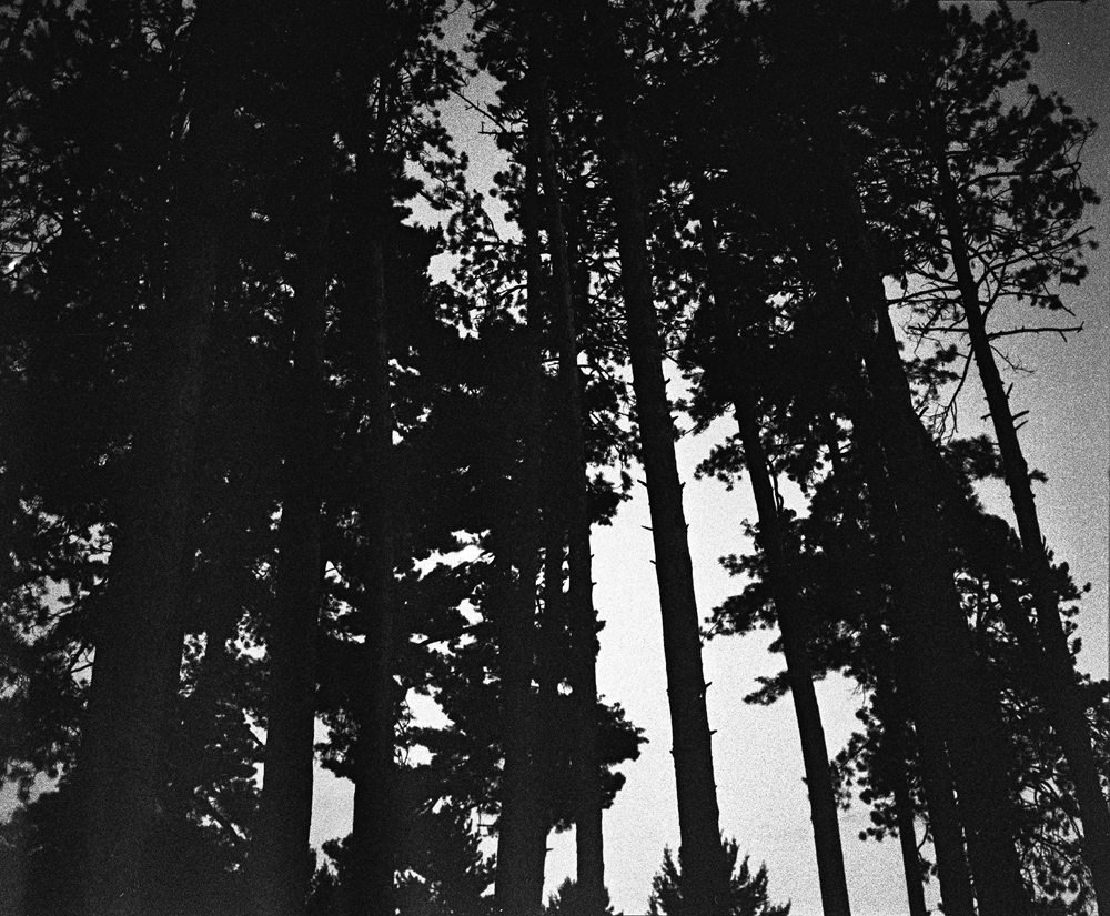 Tall Pines at Night 2