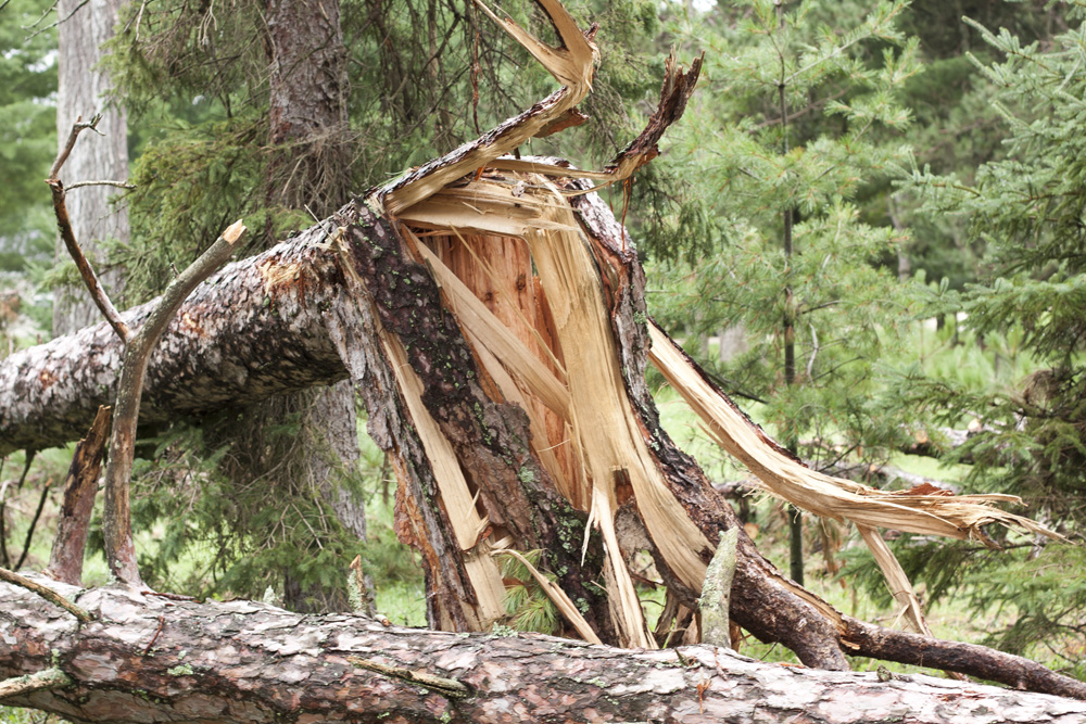 Toppled Tall Pines 1
