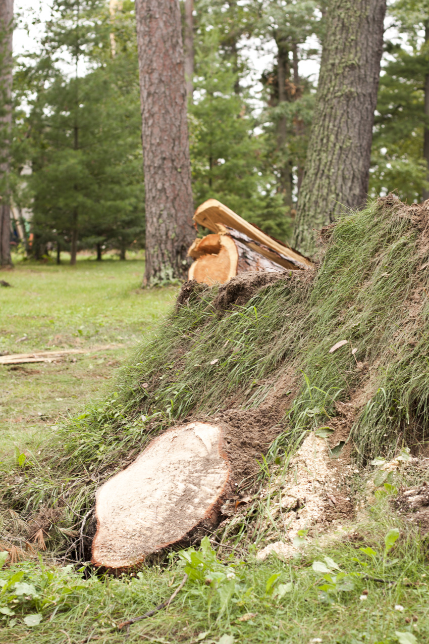 Toppled Tall Pines 6