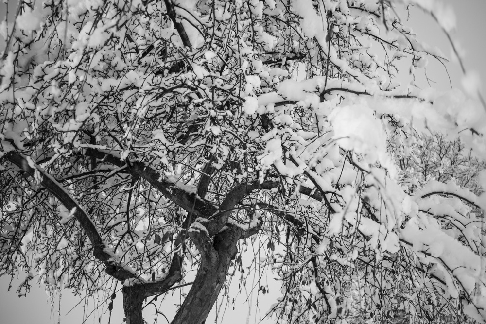 Fresh Snow on a Tree 2