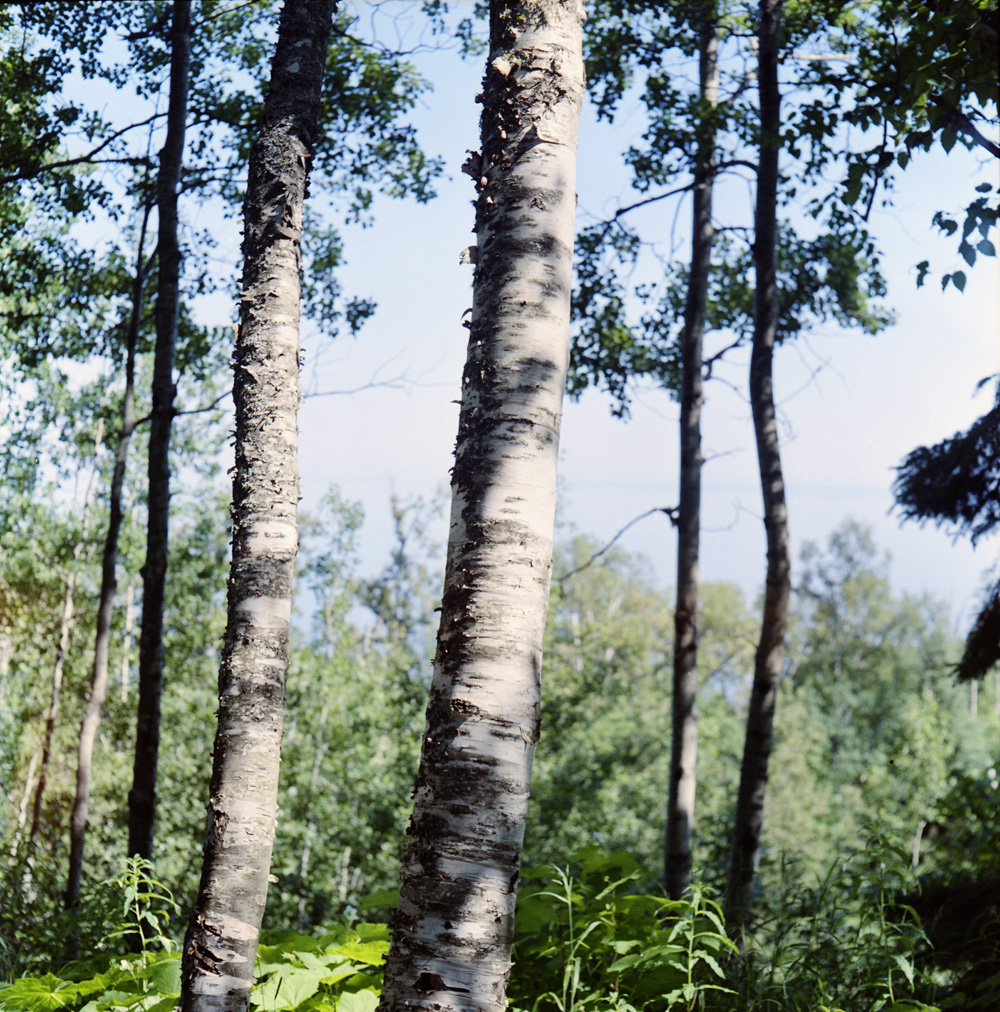 Birch Trees and Lake Superior
