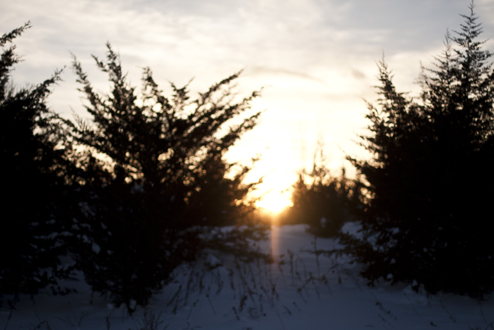 Out of Focus Sunset Through Pines