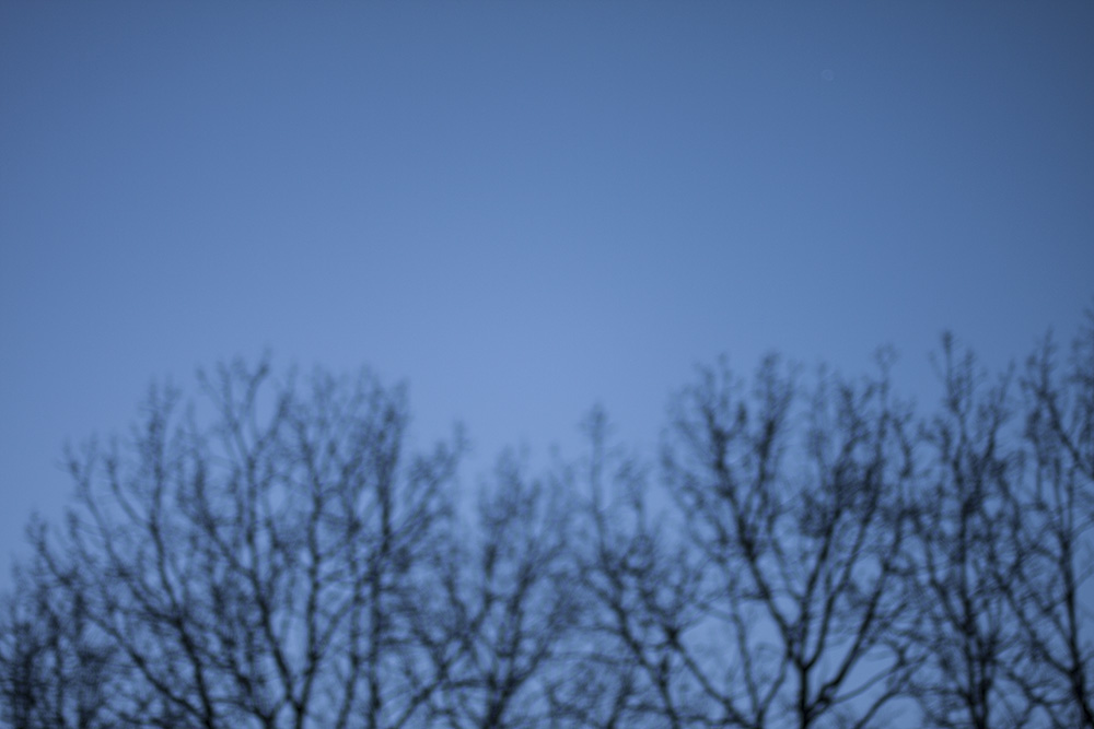 Out of Focus Trees around Dusk