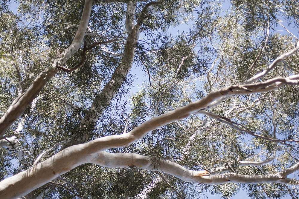 Eucalyptus Branches