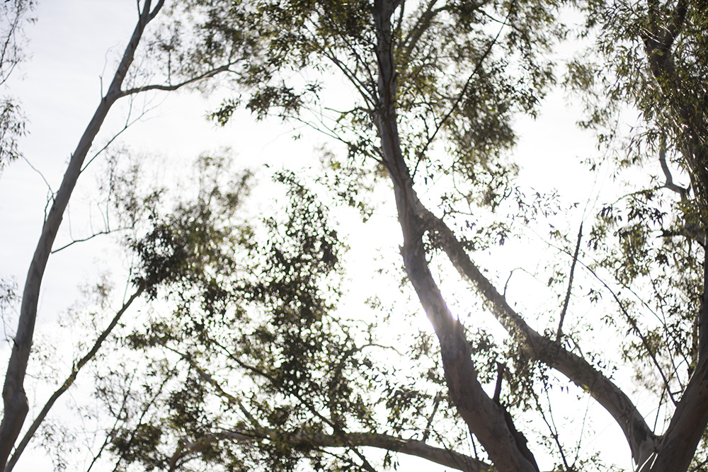Out of Focus Eucalyptus 4