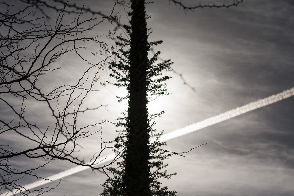 Contrail and Sun behind Tree