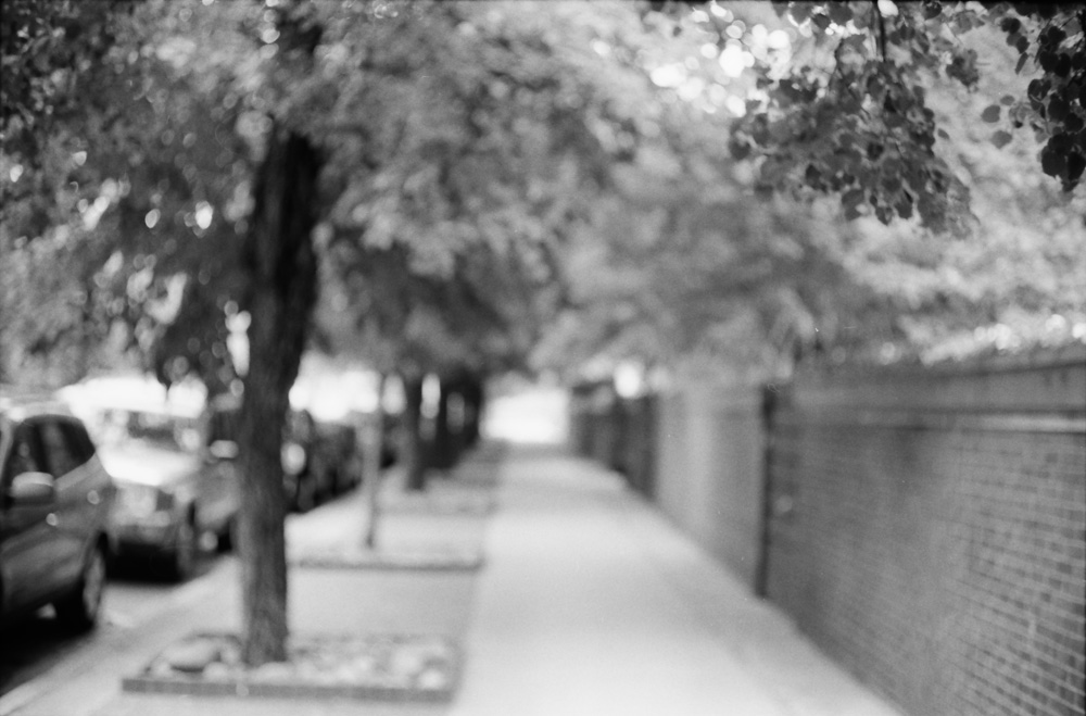 Out of Focus Tree-Lined Street 2