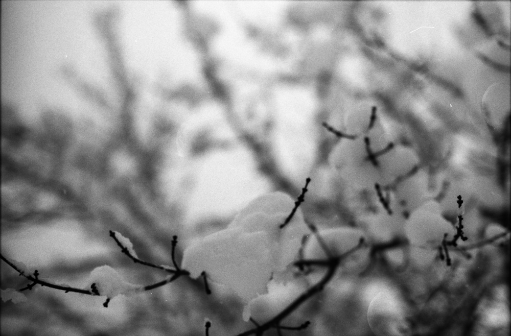 Snow on a Branch 4