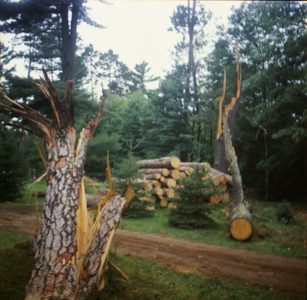 Fallen Pines 1