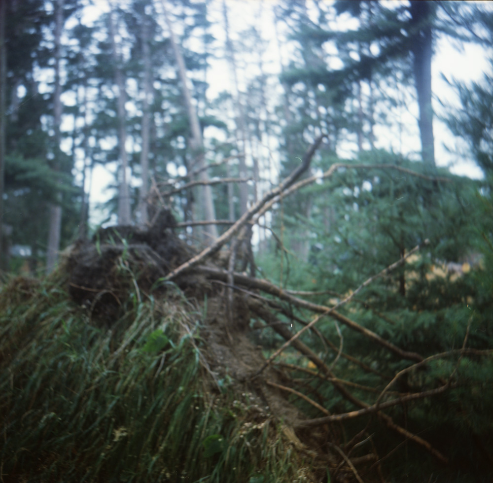 Fallen Pines 3