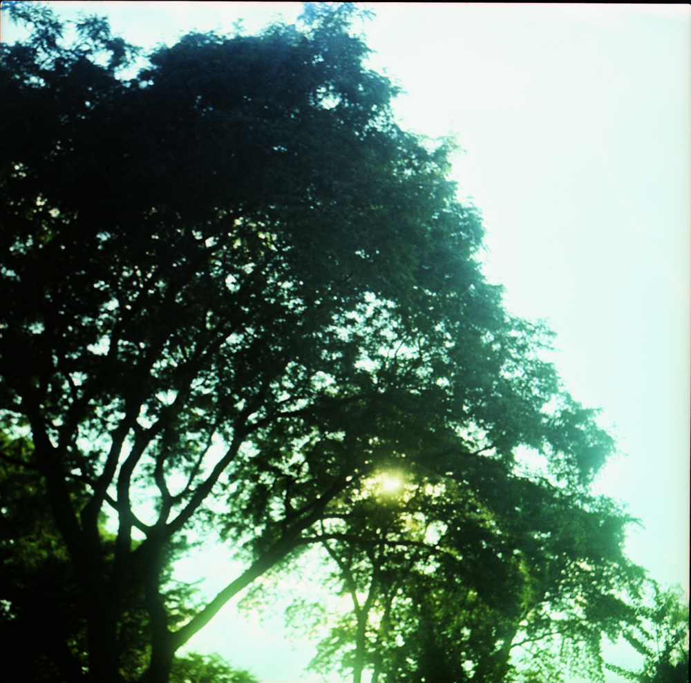Sun Through Trees 4