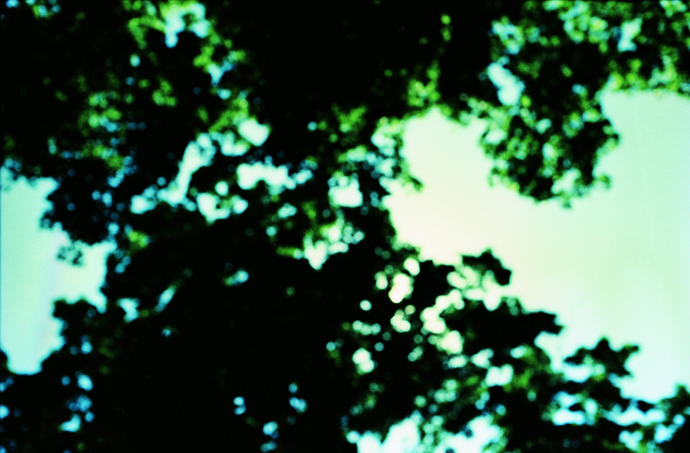 Cross-Processed Sun Through Maples Out of Focus
