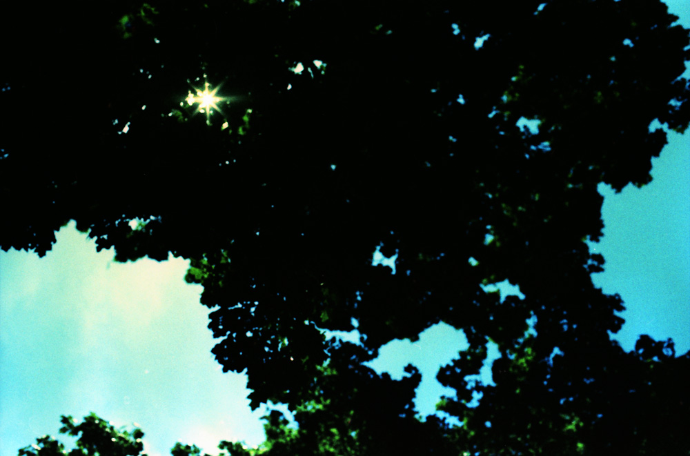 Cross-Processed Out of Focus Trees 3