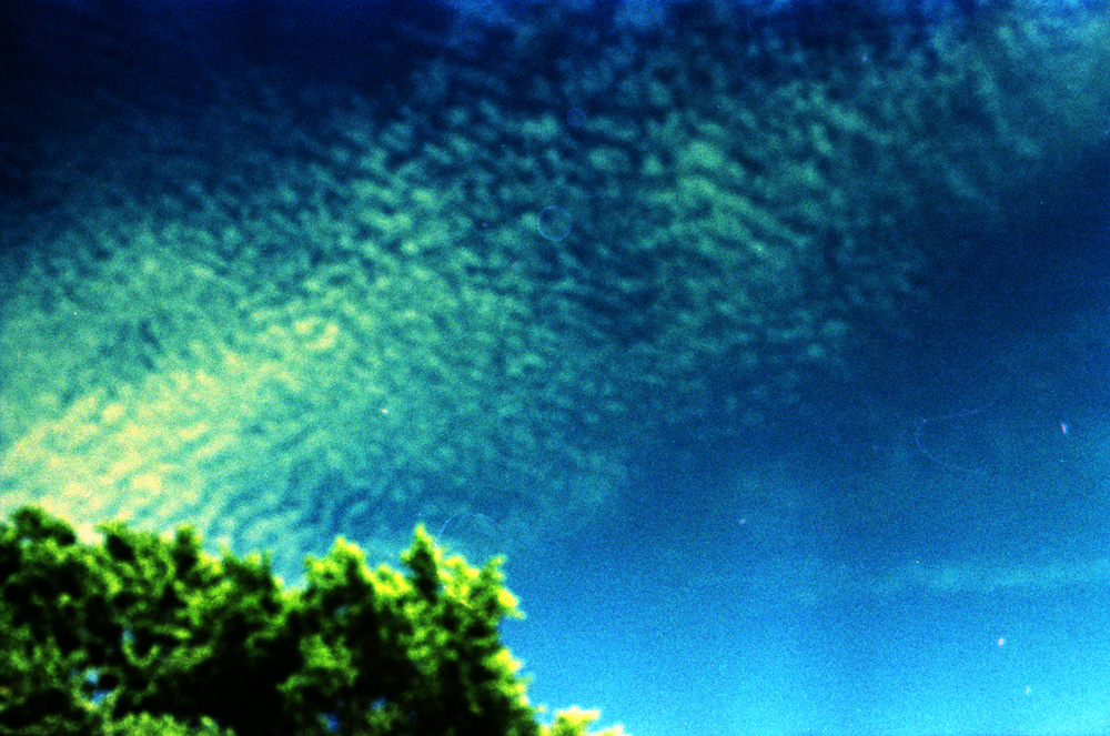 Cross-Processed Out of Focus Trees 4