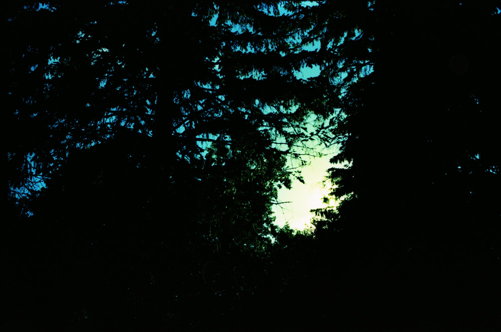 Opening Between Pines Near Sunset 1