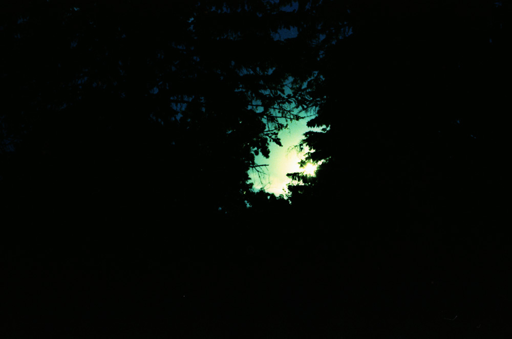 Opening Between Pines Near Sunset 2