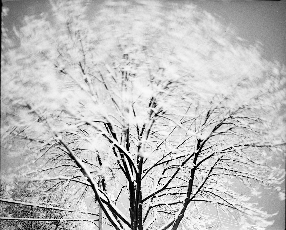 Snow-Covered Tree in Wind