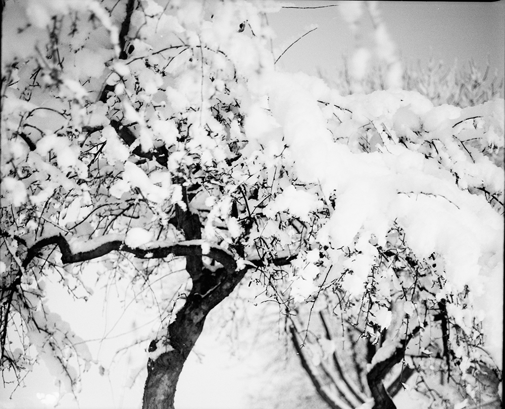 Snow-Covered Crabapple Trees 1