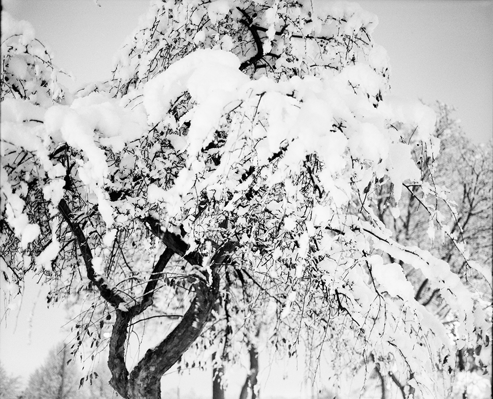 Snow-Covered Crabapple Trees 7