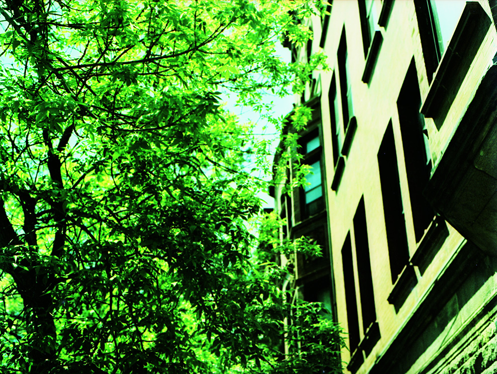 Cross-Processed Lincoln Park 3