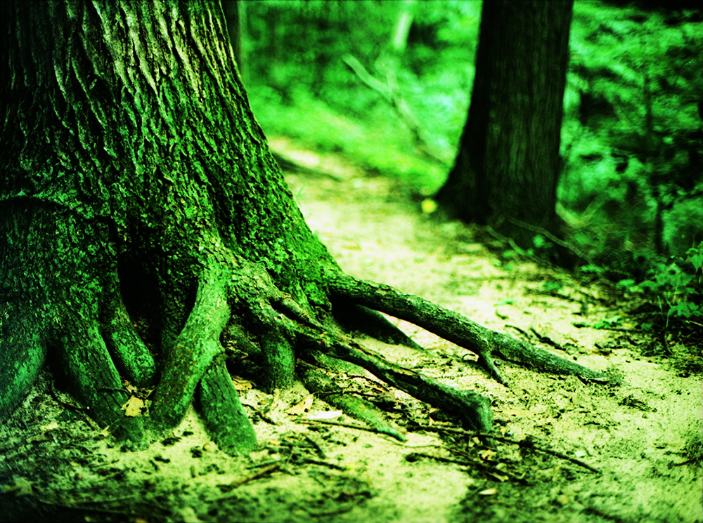 Cross-Processed Tree Roots