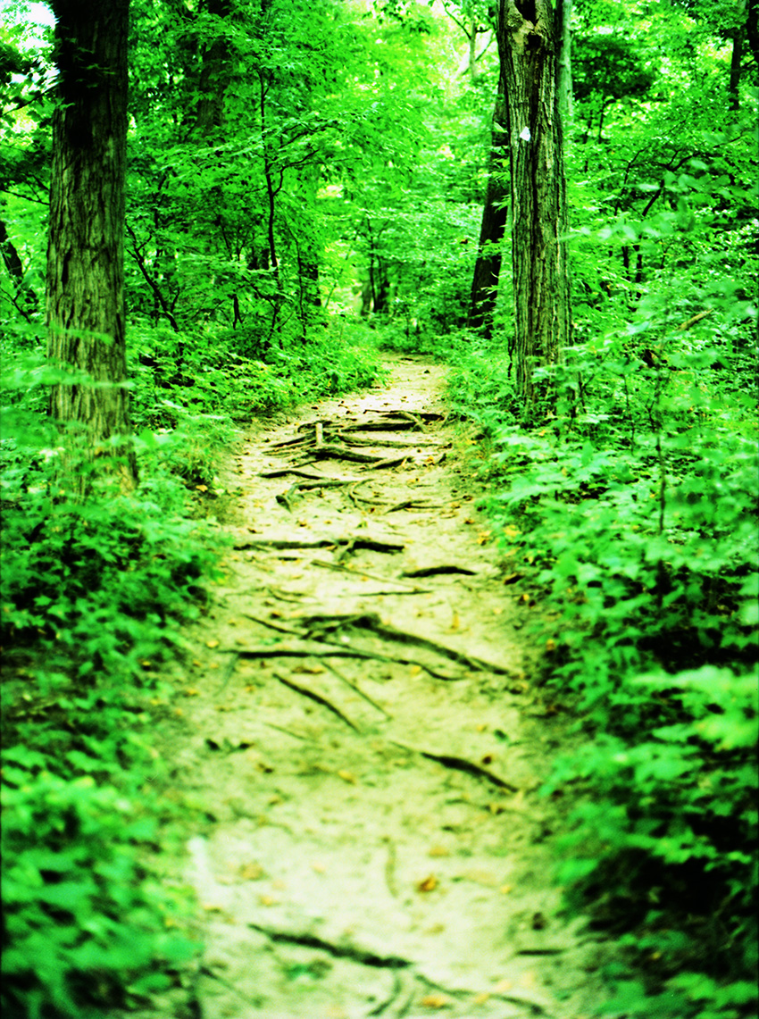Cross-Processed Tree Roots on Path