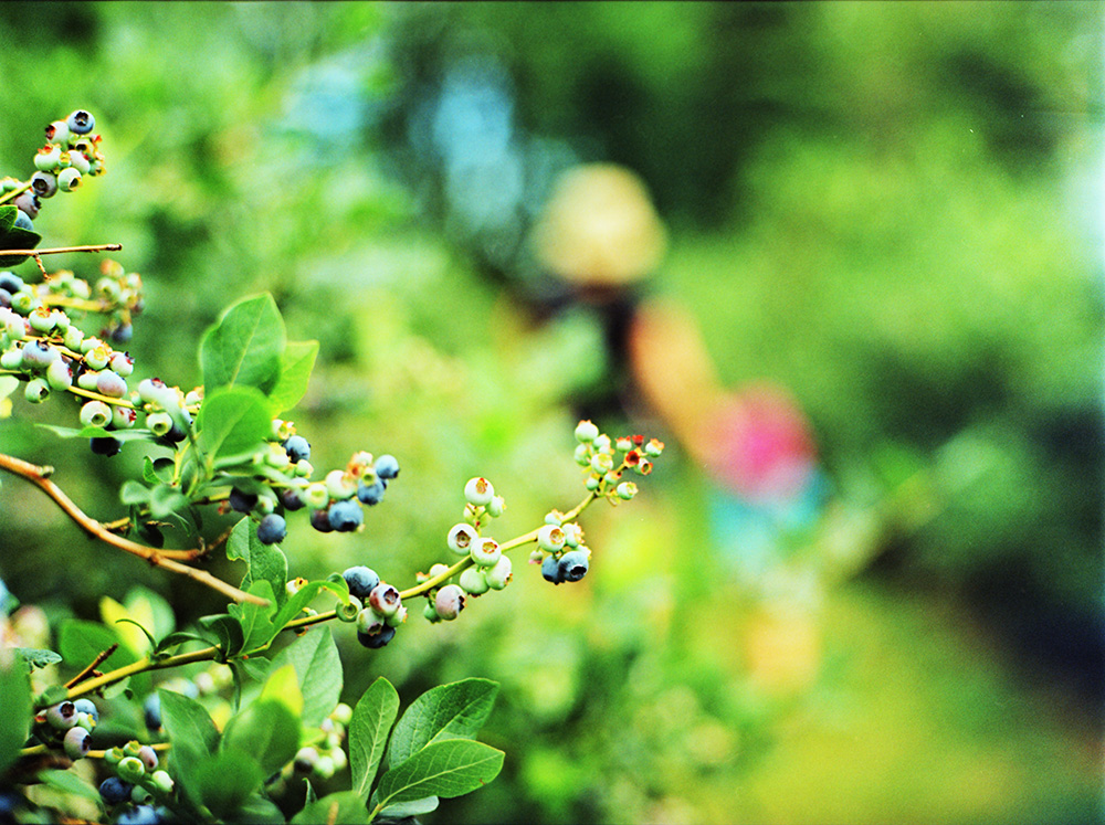 Blueberry Picking 9