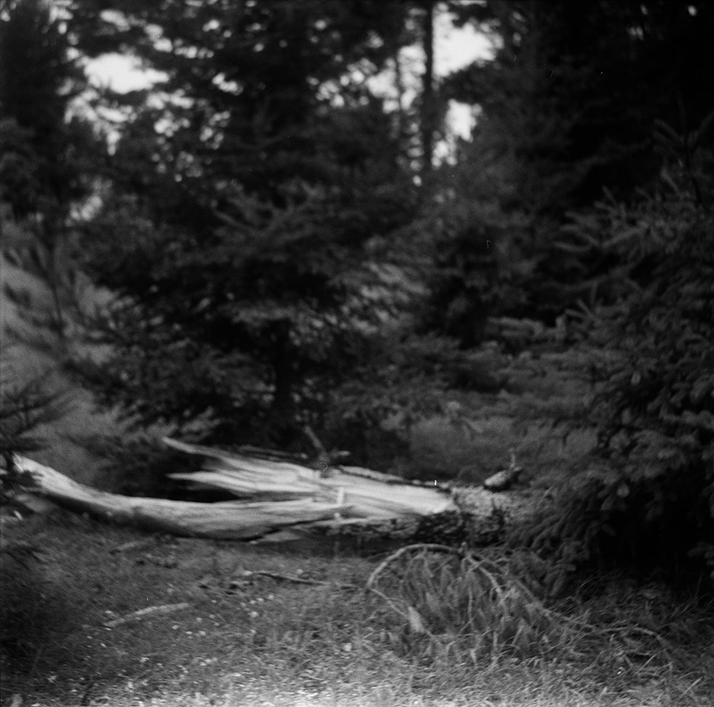 Toppled Tall Pines 21