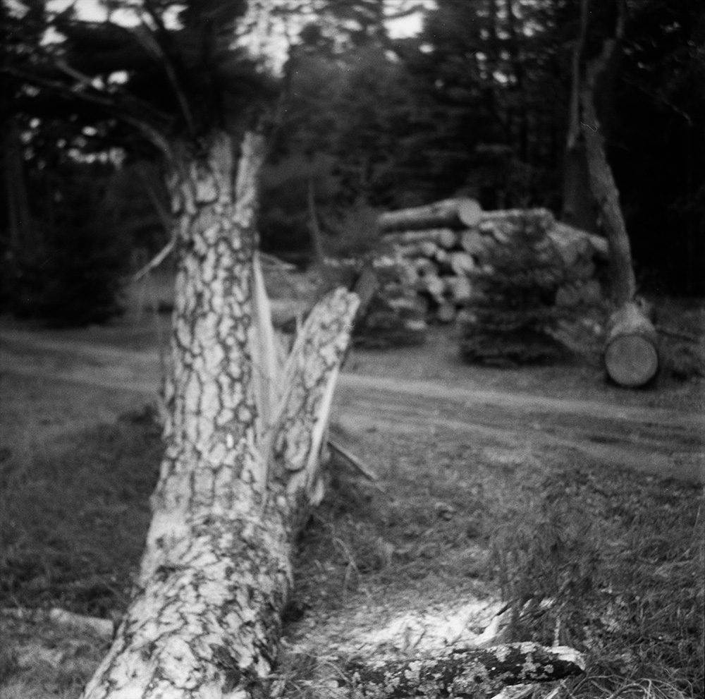 Toppled Tall Pines 23