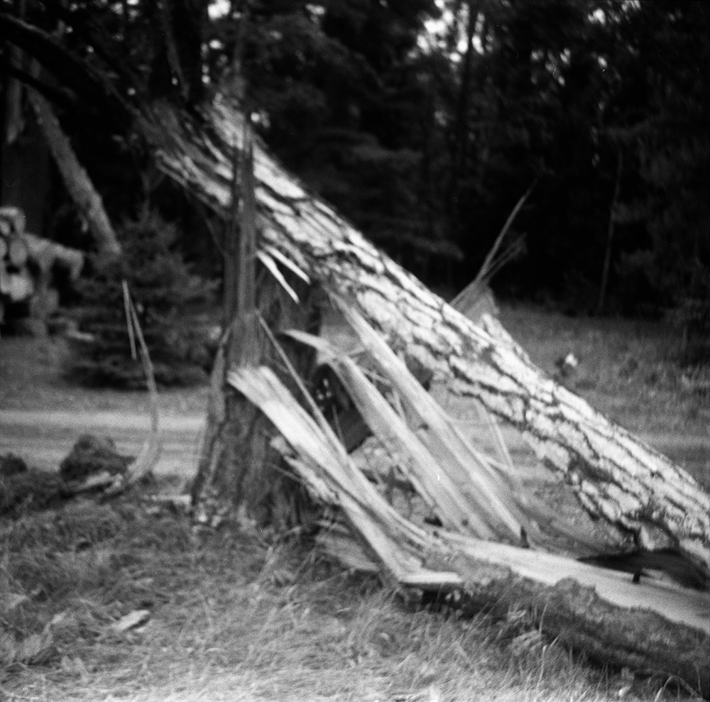 Toppled Tall Pines 24
