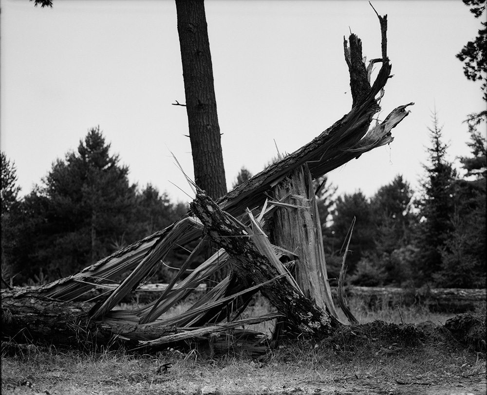 Toppled Tall Pines 29