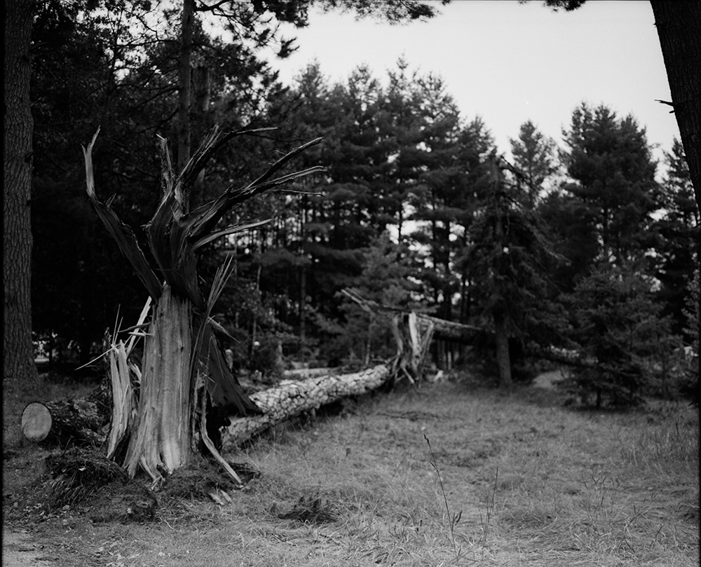 Toppled Tall Pines 30