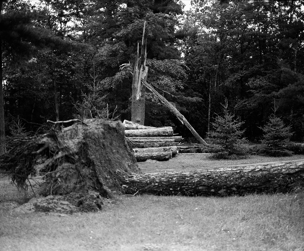 Toppled Tall Pines 33