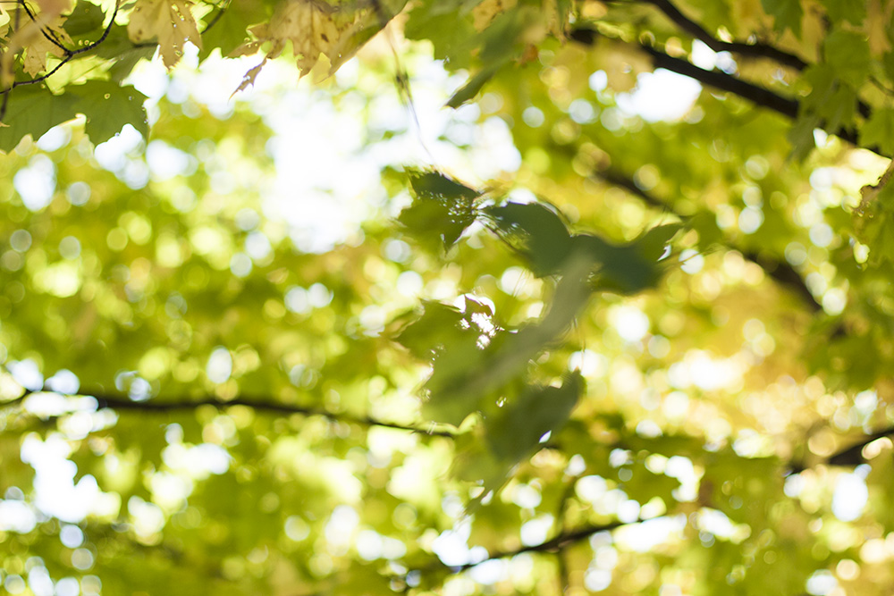 Out of Focus Autumn Maple 3