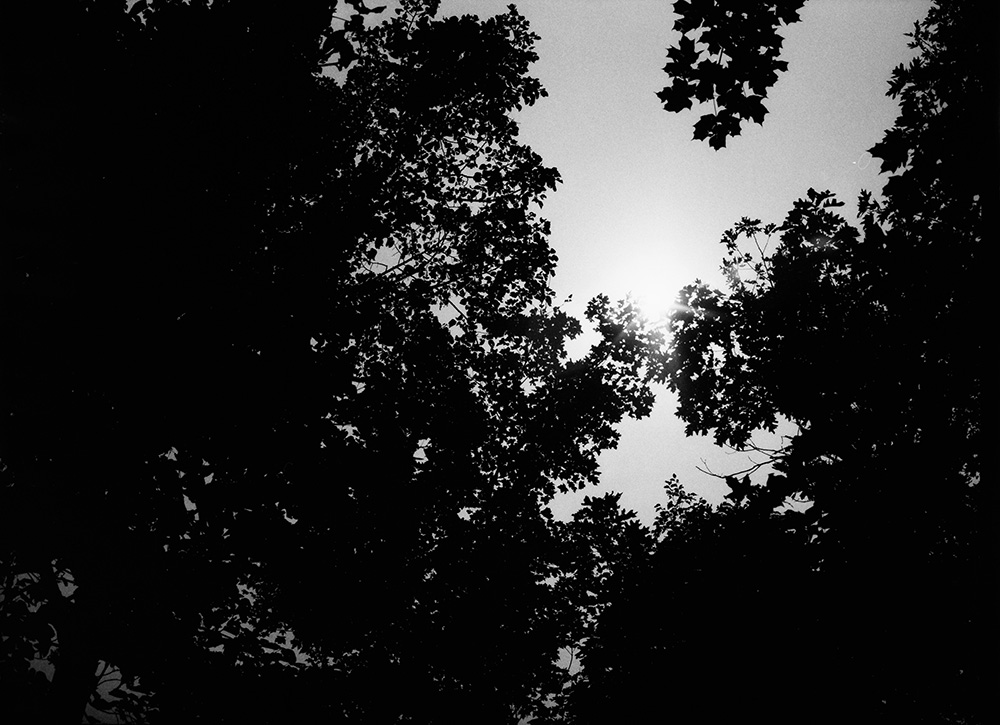 Michigan Sun and Trees 3