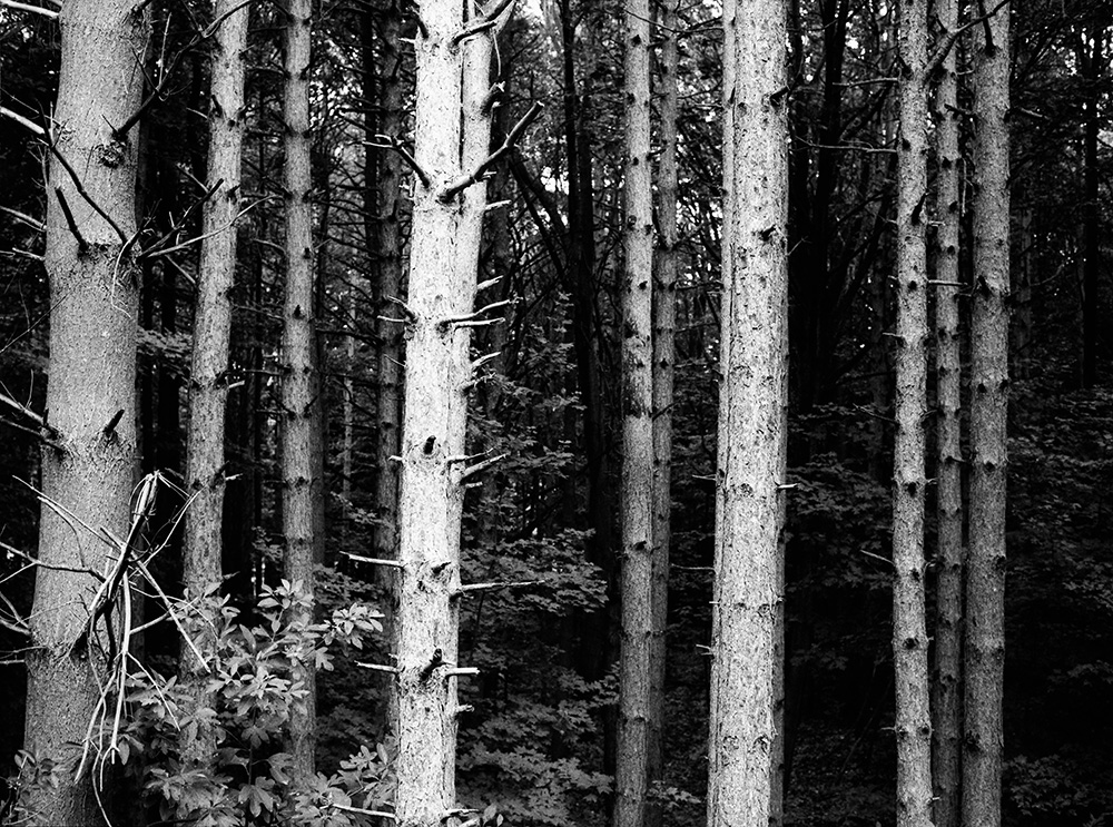Trees from Hiking Trail 1