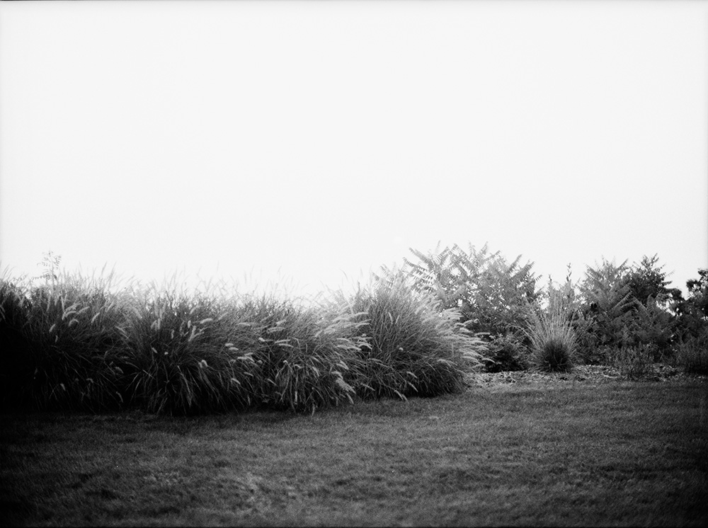 Grasses next to Lakeshore Cliff