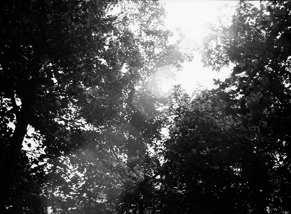 Michigan Sun and Trees 4