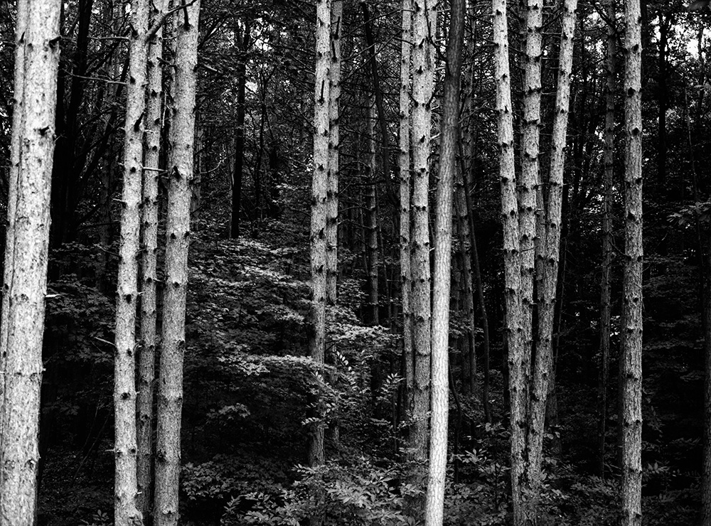 Trees from Hiking Trail 3