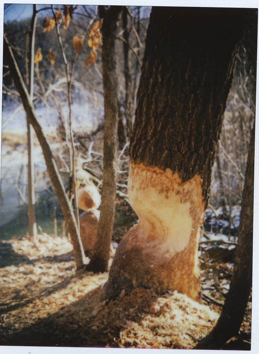 Beaver-Chewed Tree 2